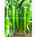 P06 Xiangyang no.2 f1 hybrid superior hot green pepper seeds